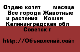 Отдаю котят. 1,5 месяца - Все города Животные и растения » Кошки   . Калининградская обл.,Советск г.